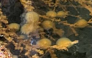 Freshwater bryozoans in Auke Lake make gelatinous round colonies. (Photo by KM Hocker)