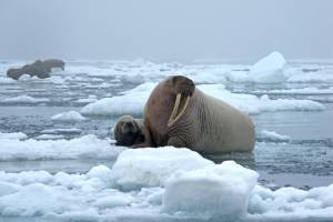 A walrus mother and calf rest on an ice floe in Alaskas Chukchi Sea in 2010. Other resting walruses are in the background. Sea ice extent is tracked by the National Snow and Ice Data Center, a Colorado-based facility that uses data from the National Oceanic and Atmospheric Administration. (Sarah Sonsthagen/U.S. Geological Survey)