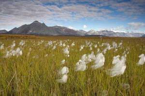 Cottongrass wafts over the tundra in the Arctic National Wildlife Refuge on Sept. 2, 2006. (Steve Hillebrand/U.S. Fish and Wildlife Service)