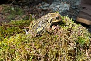 Western toads are terrestrial except during the spring mating season. (Photo by Deana Barajas)