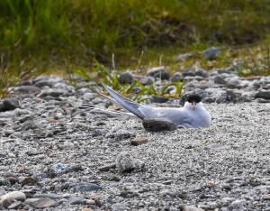 An Arctic tern sits at its nesting site at the Mendenhall Glacier Recreation Area on Sunday, May 18, 2025. (Photo courtesy of Gwen Baluss)