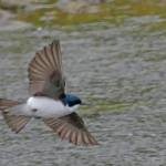 A violet-green swallow in flight. (Photo by Bob Armstrong)