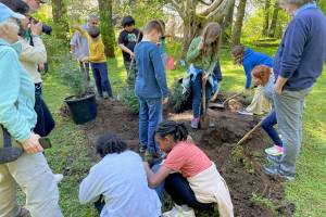 A group of fourth-grade Harborview Elementary School students share the digging and planting task at Juneaus newest accredited arboretum on Arbor Day, celebrated Monday, May 19, 2025. (Laurie Craig / For the Juneau Empire)