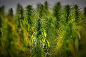 A hemp crop waits to be harvested in Lincolnshire for British CBD oil producer Crop England on Aug. 27, 2021, in Grantham, England. The farm supplies Crop England, a British CBD oil producer founded in 2019 by Mike and Jackie Lamyman. (Christopher Furlong/Getty Images)