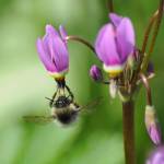 A shooting star and bumblebee. (Photo by Bob Armstrong)