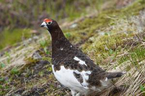The author encounters a ptarmigan on a hike to retrieve a game camera in the subalpine. (Photo by Jeff Lund)