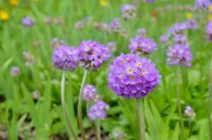 The Drumstick Primrose is seen at the Jensen-Olson Arboretum on Sunday, May 25, 2025. (Jasz Garrett / Juneau Empire file photo)