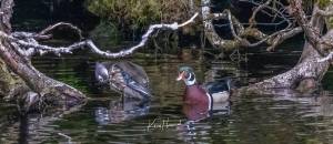 Male wood ducks have colorful plumage and do not share parental duties. (Photo courtesy of Kerry Howard)