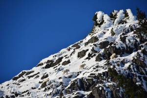 Four adult female mountain goats climb in mid-winter through snow and ice covered cliffs on the Takshanuk Ridge in Haines, Alaska. (Photo courtesy of Kevin White)
