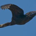 A Pelagic cormorant in flight. (Michael L. Baird / CC BY 2.0 photo)