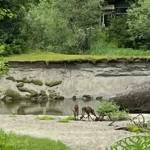 Moose calves gambol on the sand in Gustavus. (Photo by KM Hocker)