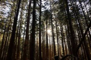 Sunlight gleams through the Tongass National Forest in Juneau on Saturday, March 29, 2025. (Jasz Garrett / Juneau Empire file photo)
