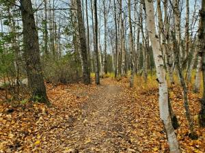 Autumn leaves lie on a trail in the Campbell Tract on Oct. 8, 2020. The tract appears to be the largest piece of salable land in urban Anchorage under a U.S. Senate Republican proposal. Anchorage Mayor Suzanne LaFrance’s office said the tract is a recreational gem for Anchorage. (Photo by Yereth Rosen / Alaska Beacon)