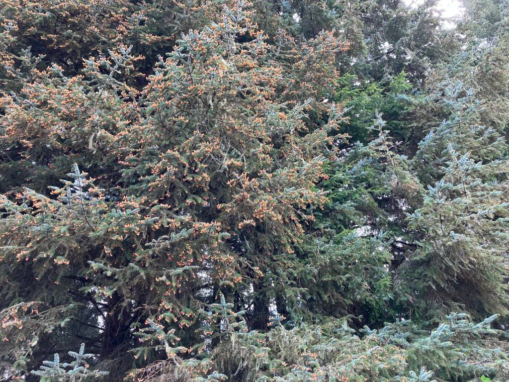 Photo by Mary Willson / courtesy
A few macho spruce trees bore male cones as far up as we could see and very little new growth.