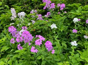 The dainty little flowers of sheep sorrel are either male or female, but not both. (Photo courtesy Mary F. Willson)