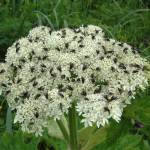 Photo Bob Armstrong / courtesy
Cow parsnip inflorescences often attract crowds of small insects.