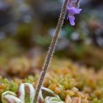 Photo courtesy of Sitka Nature
Hairy butterwort is a rare insectivorous plant in our meadows.