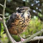 Photo by Deana Barajas / courtesy
A very young robin sports the last of the baby down.