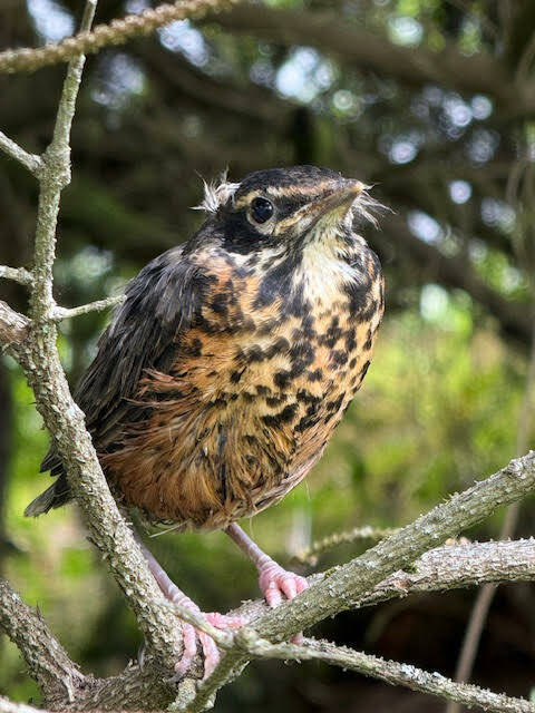 Photo by Deana Barajas / courtesy
A very young robin sports the last of the baby down.