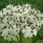 Cow parsnip inflorescences often attract crowds of small insects. (Photo Bob Armstrong/courtesy)