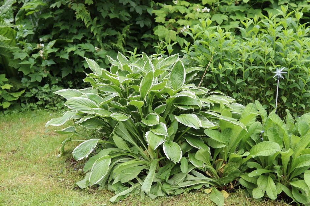 Variegated hostas in Chris Uratas garden on Saturday, July 5, 2025. (Ellie Ruel / Juneau Empire)
