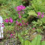 Primroses in Chris Uratas garden on Saturday, July 5, 2025. (Ellie Ruel / Juneau Empire)