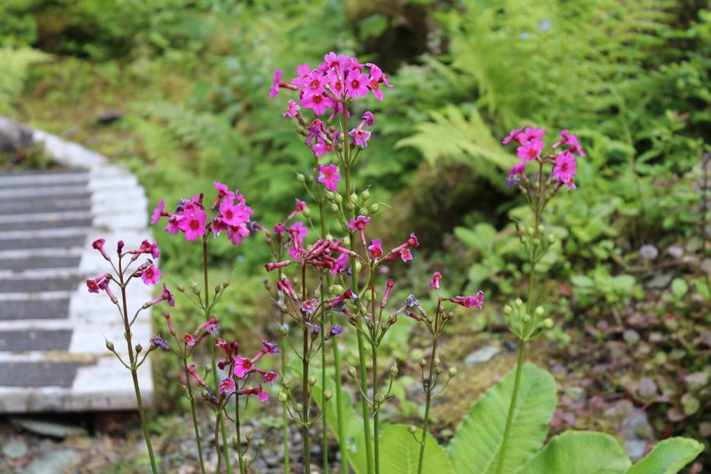 Primroses in Chris Uratas garden on Saturday, July 5, 2025. (Ellie Ruel / Juneau Empire)