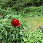 A bright red peony blooms in Chris Uratas garden on Glacier Hwy on Saturday, July 5, 2025. (Ellie Ruel / Juneau Empire)
