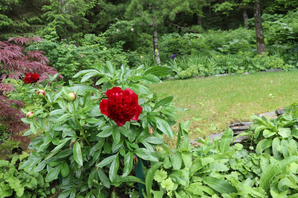 A bright red peony blooms in Chris Uratas garden on Glacier Hwy on Saturday, July 5, 2025. (Ellie Ruel / Juneau Empire)