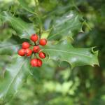 Berries from a holly tree in Vickie Basset and Eric Olsons garden on Saturday, July 5, 2025. (Ellie Ruel / Juneau Empire)