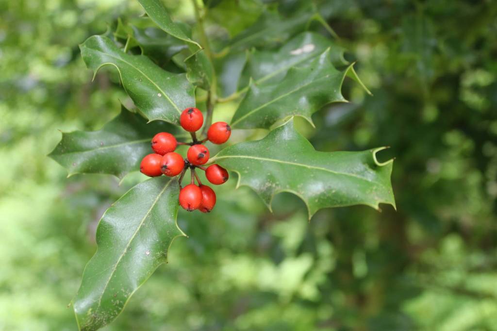 Berries from a holly tree in Vickie Basset and Eric Olsons garden on Saturday, July 5, 2025. (Ellie Ruel / Juneau Empire)