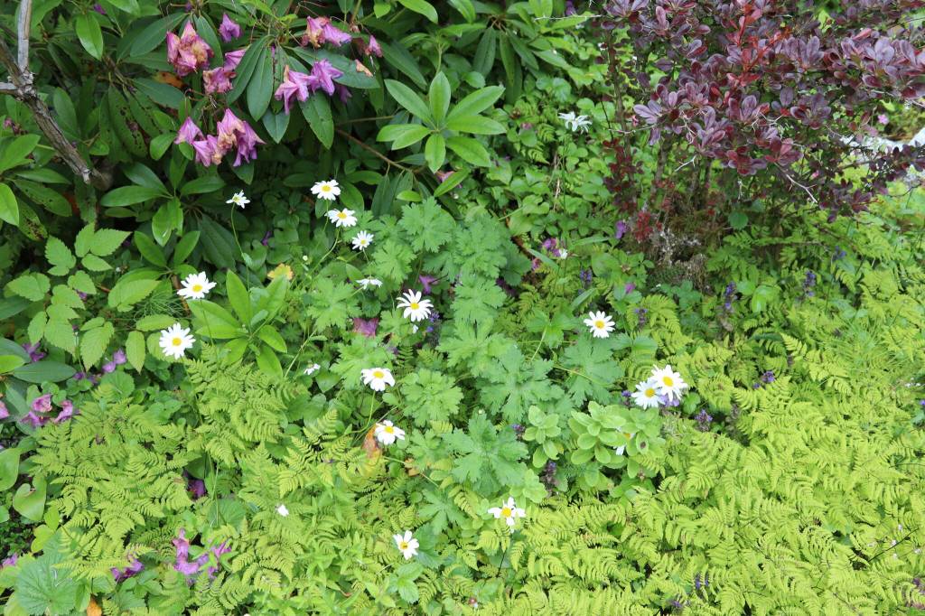 Wildflowers in Vickie Basset and Eric Olsons garden on Saturday, July 5, 2025. (Ellie Ruel / Juneau Empire)