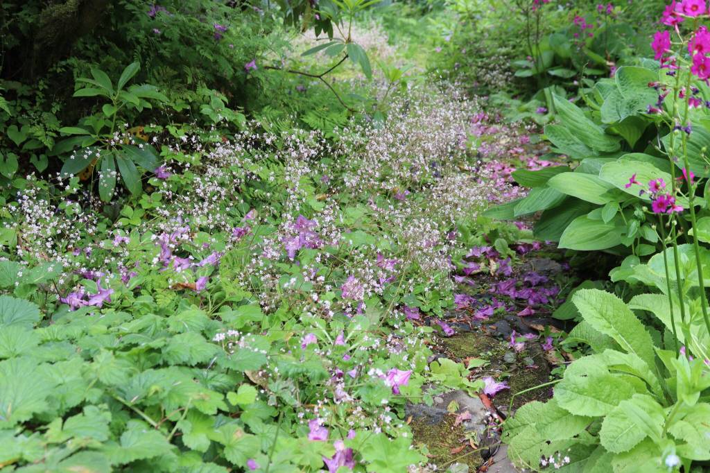 A patch of London Pride flowers in Vickie Basset and Eric Olsons garden on Saturday, July 5, 2025. (Ellie Ruel / Juneau Empire)