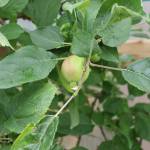 A fruiting apple tree in Koren Bosworths downtown high tunnel on Saturday, July 5, 2025. (Ellie Ruel / Juneau Empire)