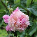 A pink peony blooms in Chris Uratas garden on Saturday, July 5, 2025. (Ellie Ruel / Juneau Empire)