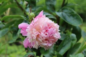 A pink peony blooms in Chris Uratas garden on Saturday, July 5, 2025. (Ellie Ruel / Juneau Empire)