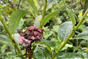 The shoot killed by last year's willow rose is surrounded by exuberant new shoots. (Photo by Mary F. Willson)