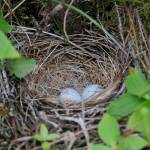 Dark-eyed juncos make a typical nest cup of woven plant fibers. (Photo by Bob Armstrong/courtesy)