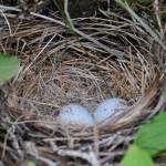 Dark-eyed juncos make a typical nest cup of woven plant fibers. (Photo by Bob Armstrong/courtesy)