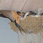 A barn swallow nest is on built on a wall. (Photo by Bob Armstrong/courtesy)