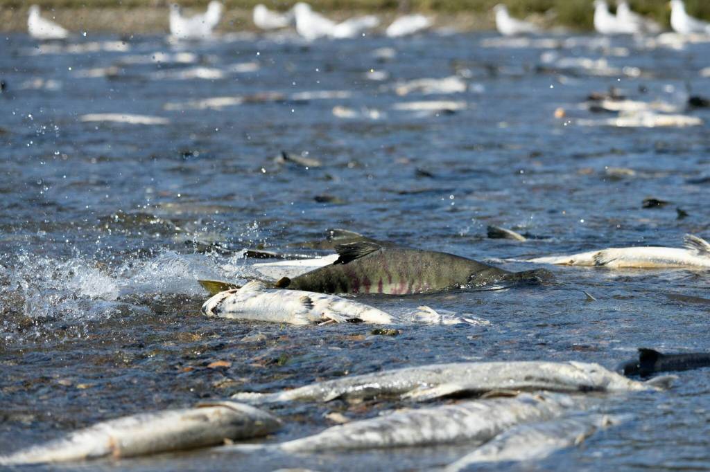 Surrounded by decomposing fish, a healthy chum salmon swims up Salmon Creek in Juneau to spawn on July 24, 2025. (Photo by Chloe Anderson/Juneau Empire)
