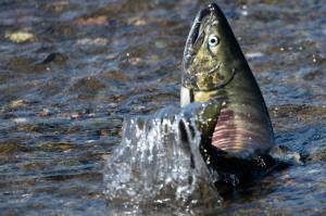 Photo by Chloe Anderson / Juneau Empire
A spawning chum salmon is seen in Salmon Creek in Juneau on July 24.