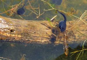 Photo by Dave Harris/courtesy
A toad tadpole and a dragonfly nymph meet head-on.
