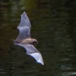 A flying bat shows its extended hand and fingers of its hand-wing. (Photo by Bob Armstrong/courtesy)