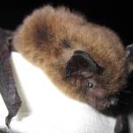 A tiny California myotis can be active in mild winter conditions. (Photo by Karen Blejwas/courtesy)