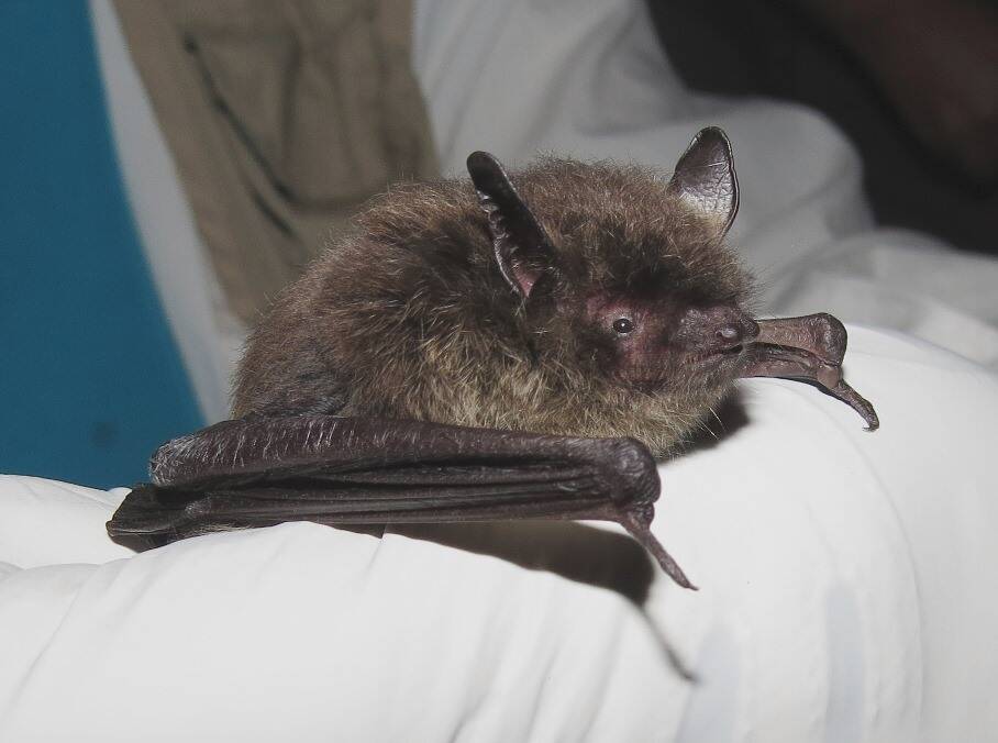 Little brown bats are common and may like your attic for hibernation. (Photo by Karen Blejwas/courtesy)