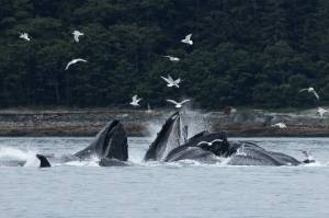 Humpback whales bubblenet feed in Saginaw Channel on July 18, 2025, in Juneau, Alaska. (Photo by Chloe Anderson/Juneau Empire)