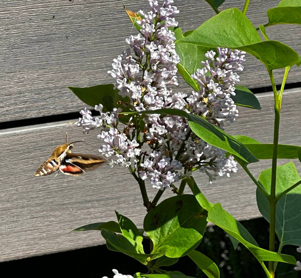 A lovely bedstraw hawk moth visits lilac flowers. (Photo by Debi Ballam/courtesy)