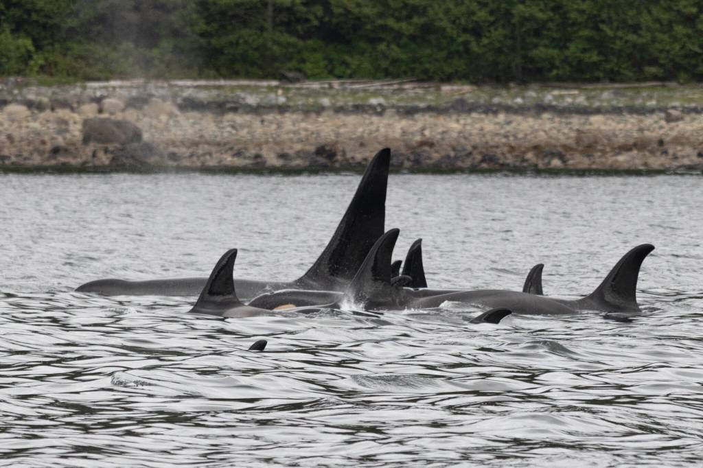 A pod of killer whales is pictured in the Lynn Canal on June 3, 2025, in Juneau, Alaska. (Chloe Anderson/Juneau Empire)
