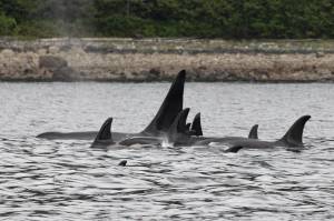 Chloe Anderson / Juneau Empire
A pod of killer whales is pictured in the Lynn Canal on June 3.